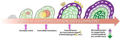 Discovery and Therapeutic Targeting of Differentiated Biofilm Subpopulations